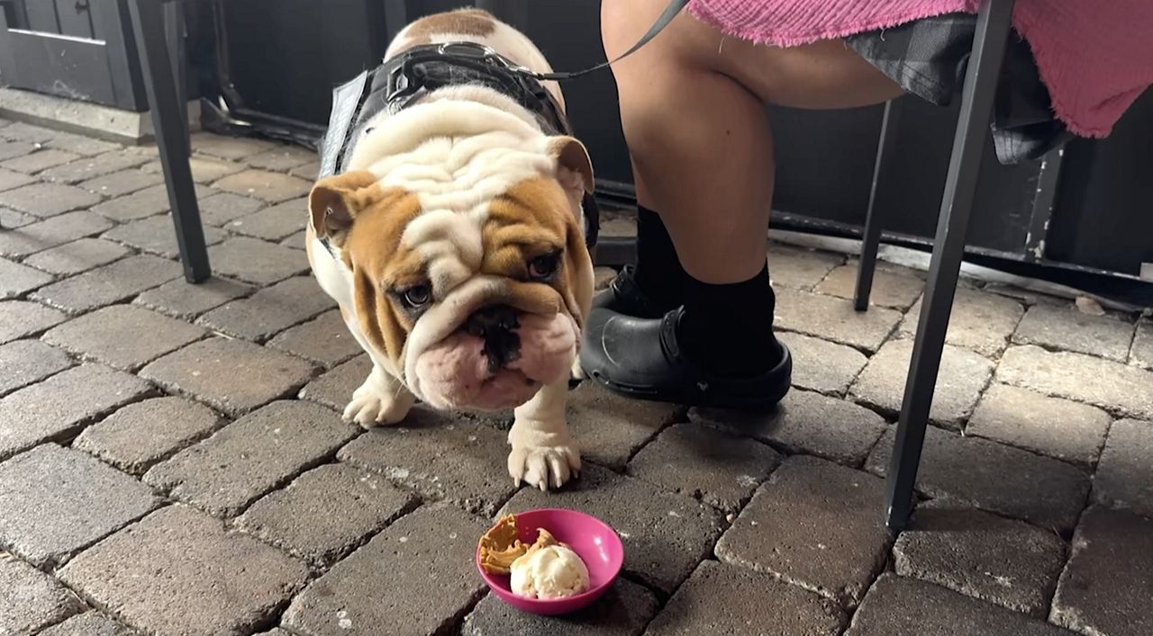 FDA approves restaurant outdoor dining for dogs